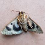 Deceased Eudesmeola lawsoni, Alice Springs NT