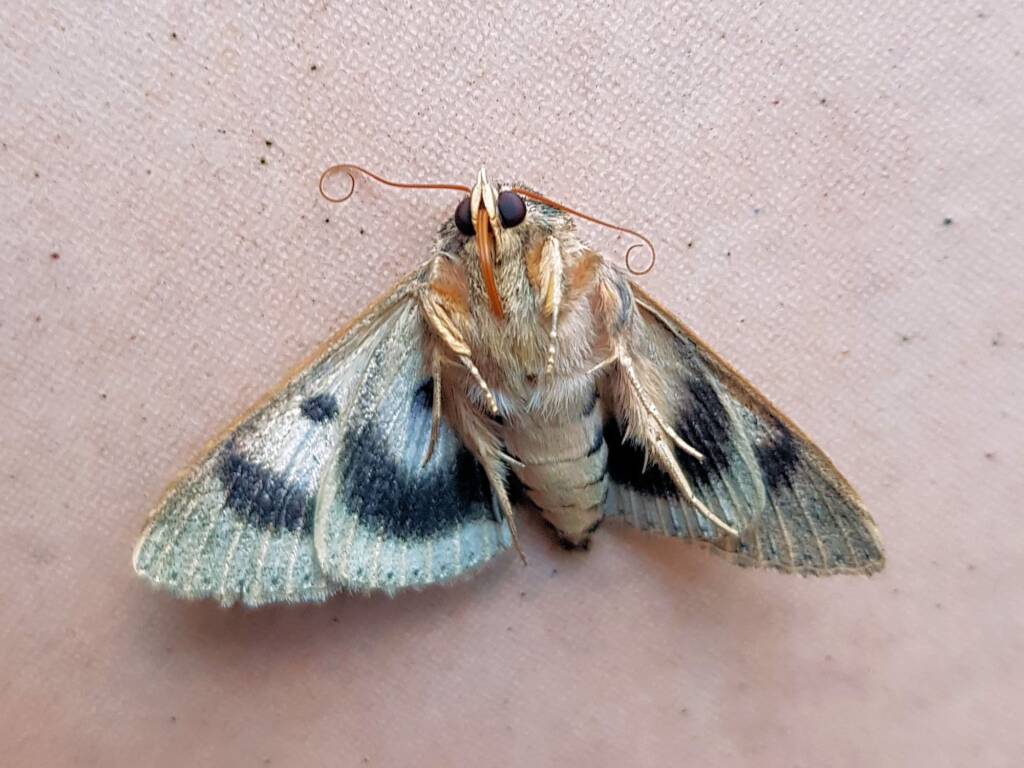 Deceased Eudesmeola lawsoni, Alice Springs NT