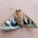Deceased Eudesmeola lawsoni, Alice Springs NT
