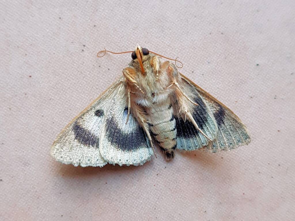 Deceased Eudesmeola lawsoni, Alice Springs NT