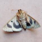Deceased Eudesmeola lawsoni, Alice Springs NT