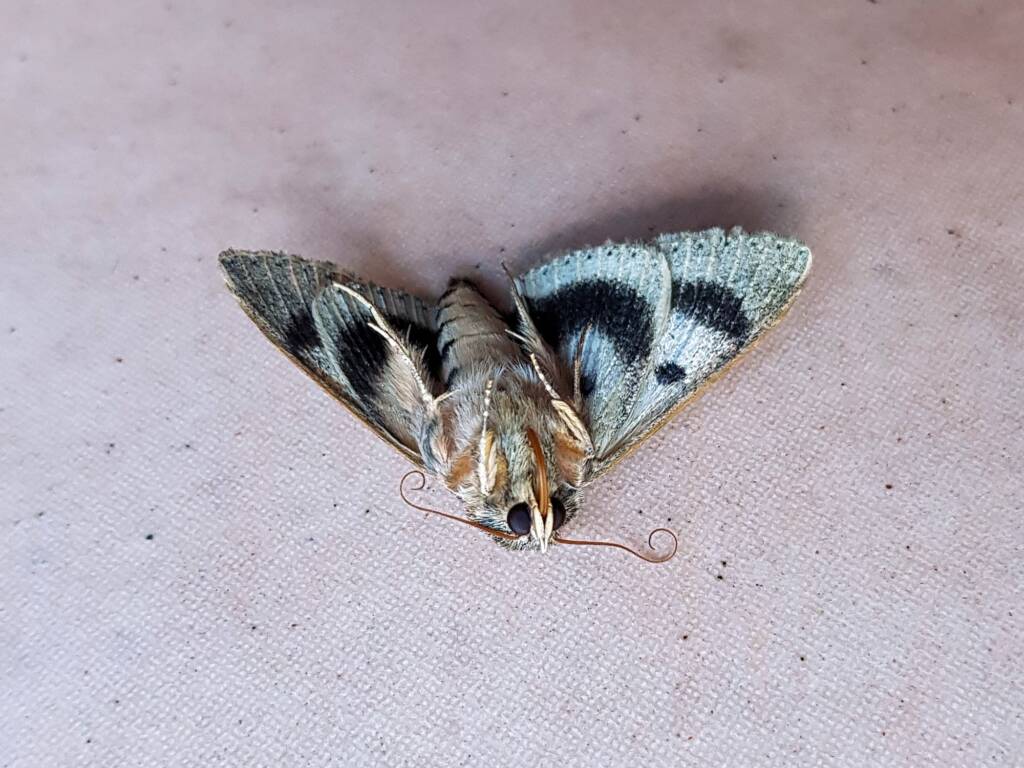 Deceased Eudesmeola lawsoni, Alice Springs NT
