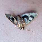 Deceased Eudesmeola lawsoni, Alice Springs NT