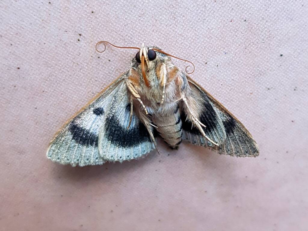 Deceased Eudesmeola lawsoni, Alice Springs NT