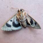 Deceased Eudesmeola lawsoni, Alice Springs NT