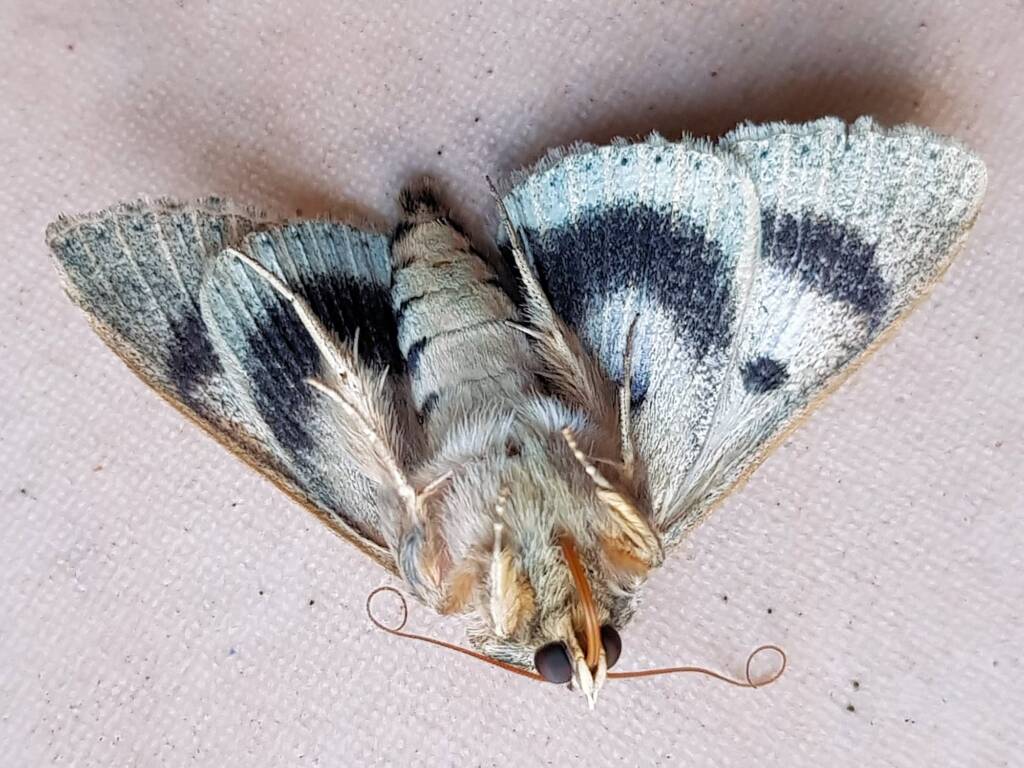Deceased Eudesmeola lawsoni, Alice Springs NT