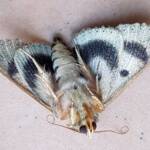 Deceased Eudesmeola lawsoni, Alice Springs NT