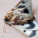 Deceased Eudesmeola lawsoni, Alice Springs NT