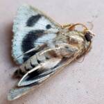 Deceased Eudesmeola lawsoni, Alice Springs NT
