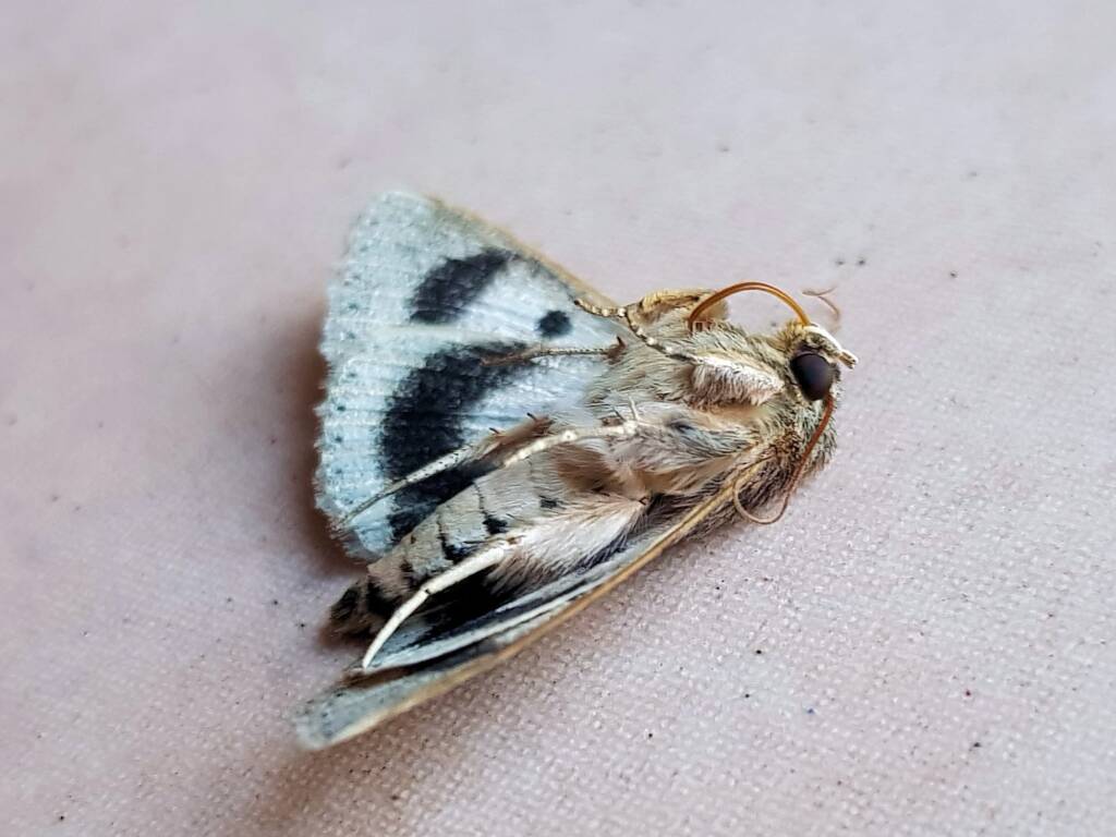 Deceased Eudesmeola lawsoni, Alice Springs NT