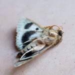 Deceased Eudesmeola lawsoni, Alice Springs NT