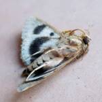 Deceased Eudesmeola lawsoni, Alice Springs NT
