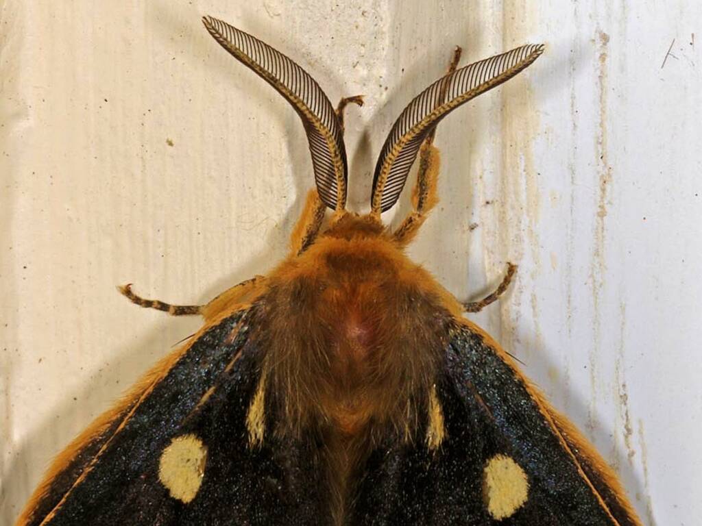 Four-Spot Anthelid Moth (Anthela guenei), Ballandean QLD © Marc Newman