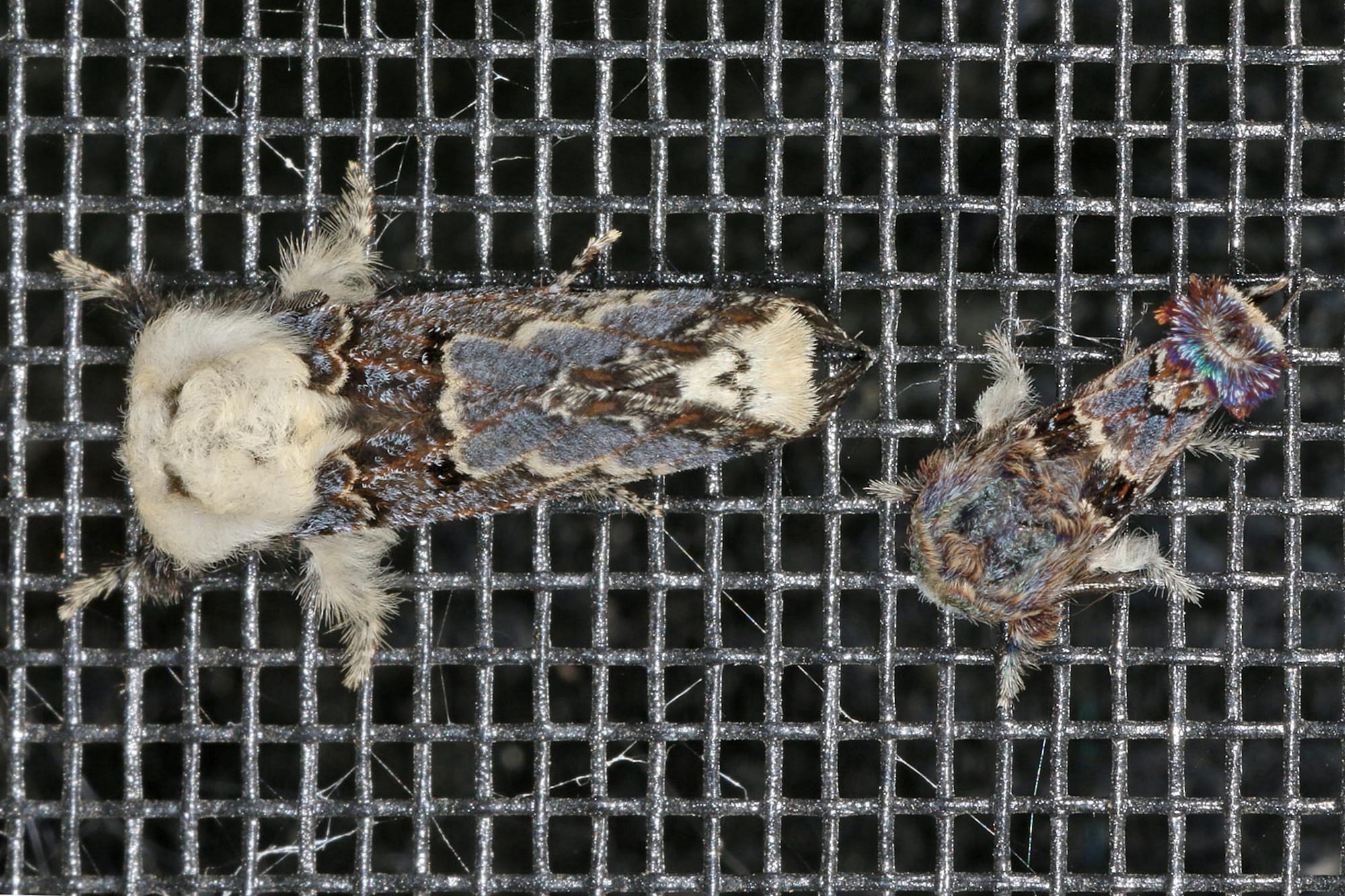 Genduara punctigera (Crexa Moth), Ballandean QLD © Marc Newman