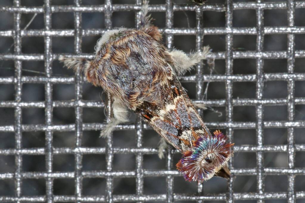 Genduara punctigera (Crexa Moth), Ballandean QLD © Marc Newman
