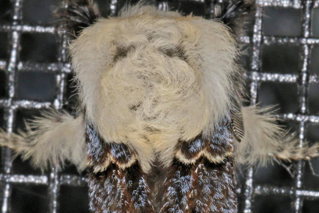 Genduara punctigera (Crexa Moth), Ballandean QLD © Marc Newman
