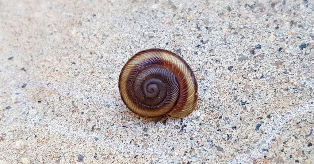 Granulomelon adcockianum (Land Snail), Alice Springs NT