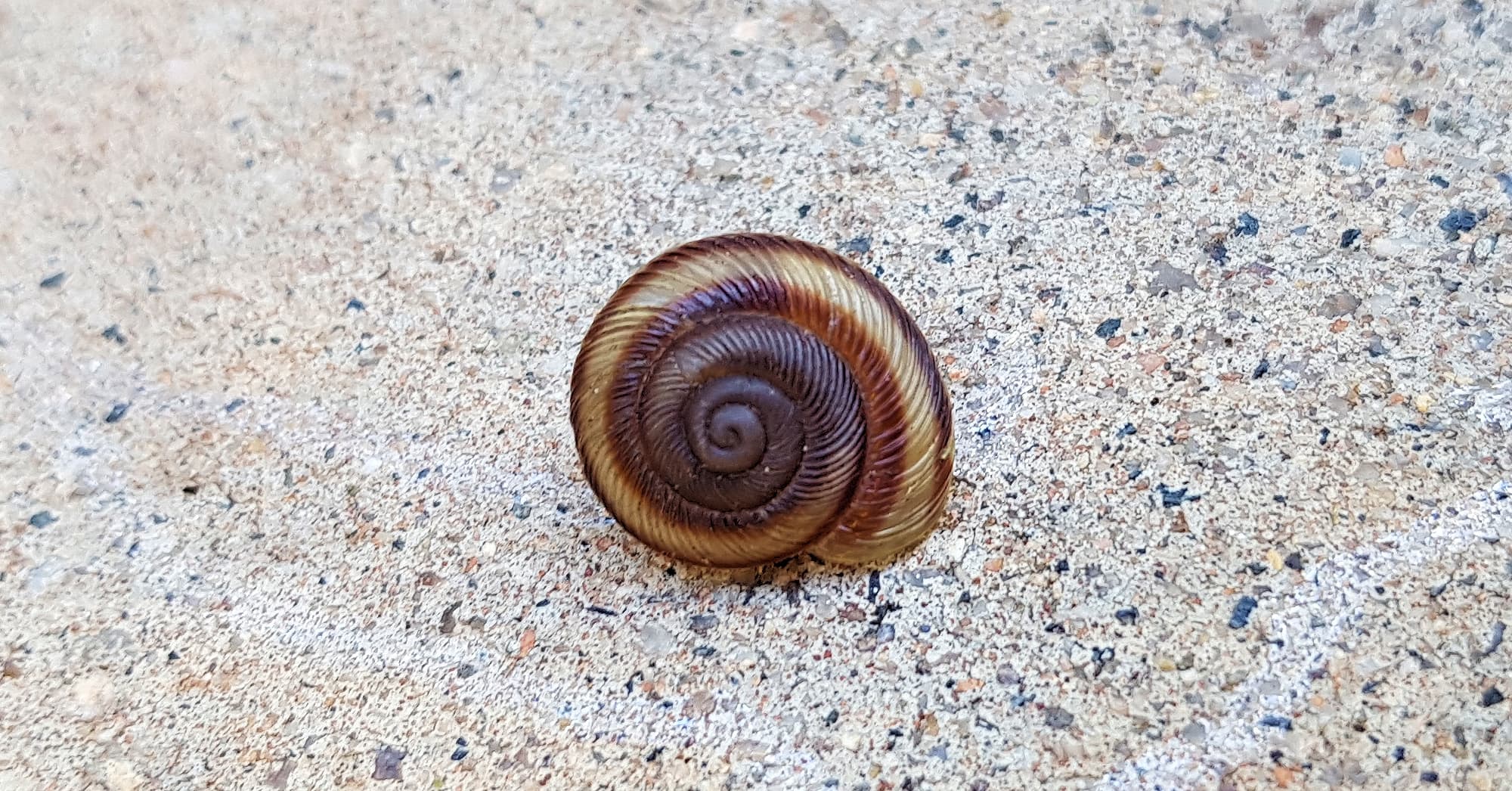 Granulomelon adcockianum (Land Snail), Alice Springs NT