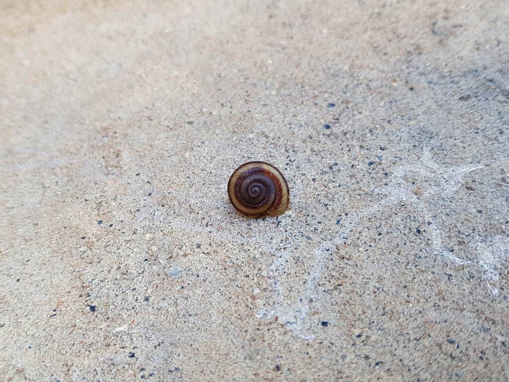 Granulomelon adcockianum (Land Snail), Alice Springs NT
