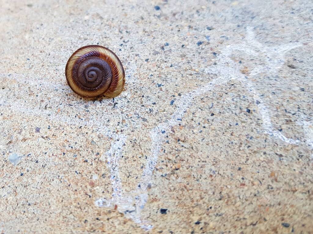 Granulomelon adcockianum (Land Snail), Alice Springs NT