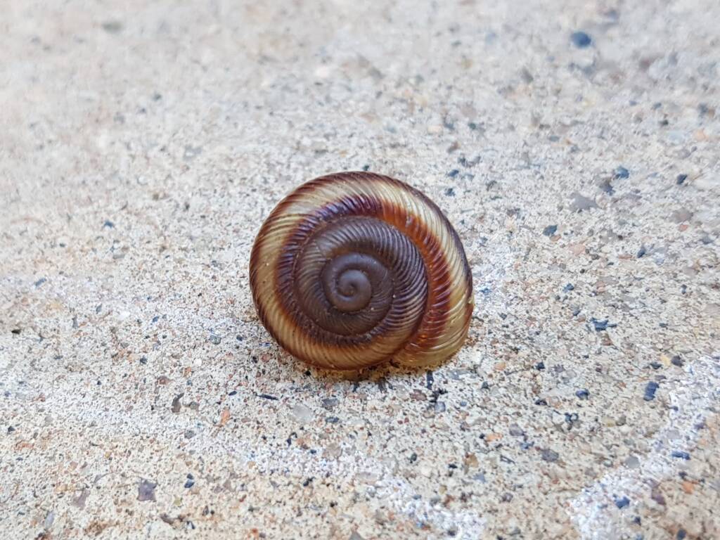 Granulomelon adcockianum (Land Snail), Alice Springs NT