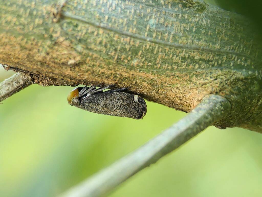 Green-faced Wattle Hopper (Hackerobrachys viridiventris), Gold Coast QLD © Stefan Jones