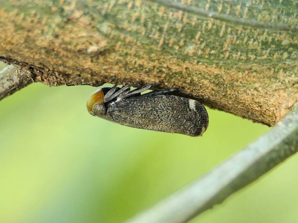 Green-faced Wattle Hopper (Hackerobrachys viridiventris), Gold Coast QLD © Stefan Jones