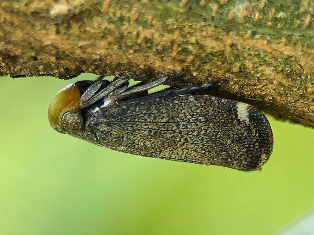 Green-faced Wattle Hopper (Hackerobrachys viridiventris), Gold Coast QLD © Stefan Jones