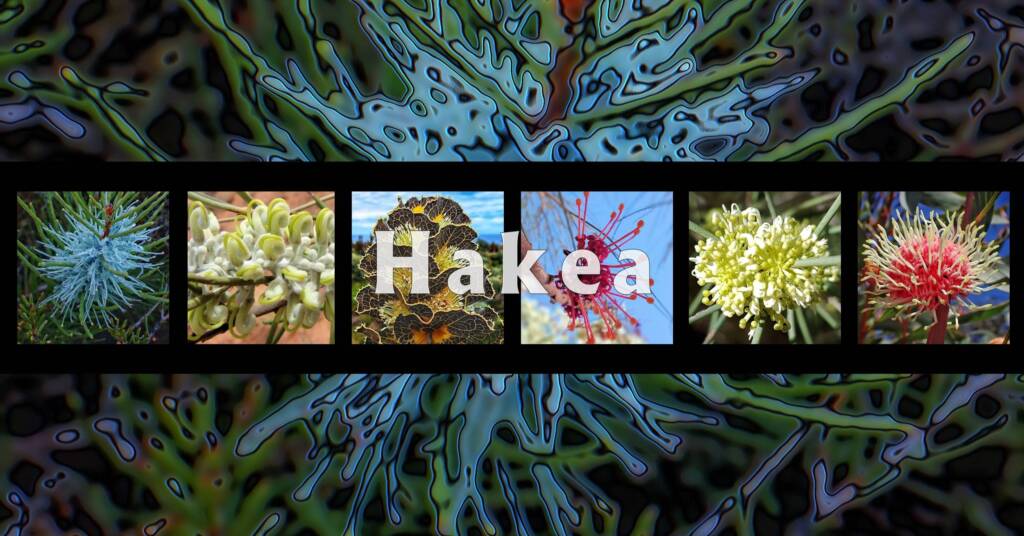 Hakea - Australia - Ausemade filmstrip
