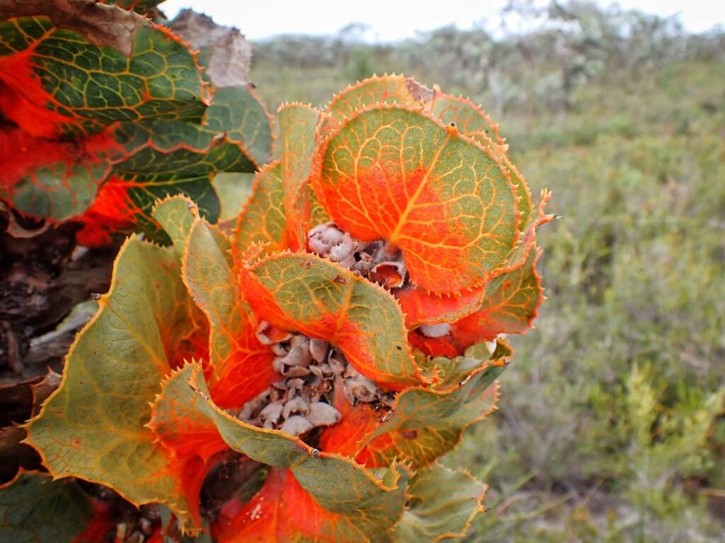 Hakea victoria (Royal Hakea), Hopetoun WA © Terry Dunham