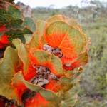Hakea victoria (Royal Hakea), Hopetoun WA © Terry Dunham