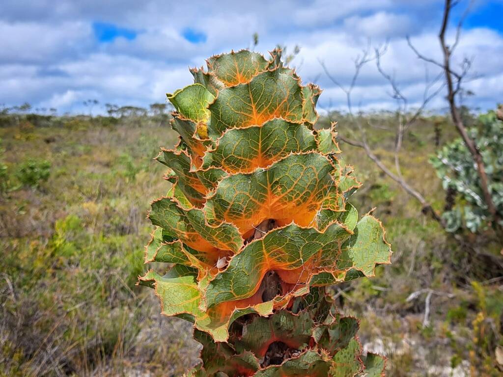 Hakea victoria (Royal Hakea), Hopetoun WA © Terry Dunham