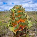 Hakea victoria (Royal Hakea), Hopetoun WA © Terry Dunham