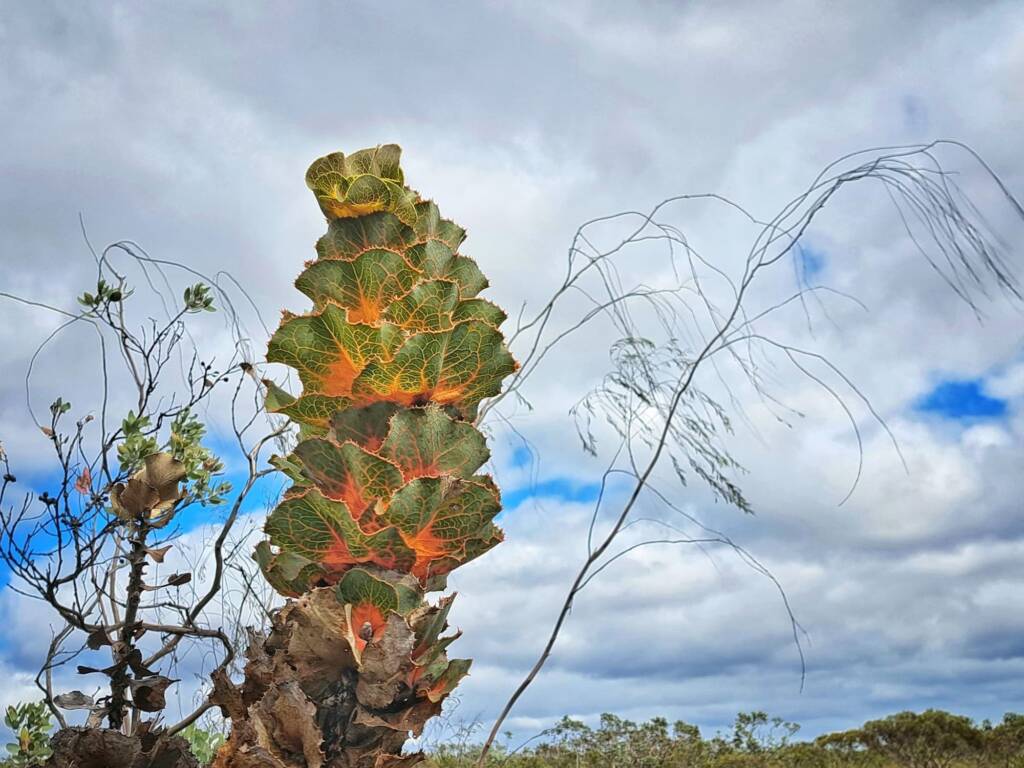Hakea victoria (Royal Hakea), Hopetoun WA © Terry Dunham