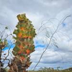 Hakea victoria (Royal Hakea), Hopetoun WA © Terry Dunham