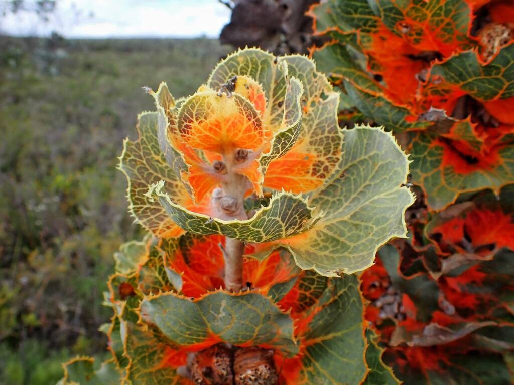 Hakea victoria (Royal Hakea), Hopetoun WA © Terry Dunham