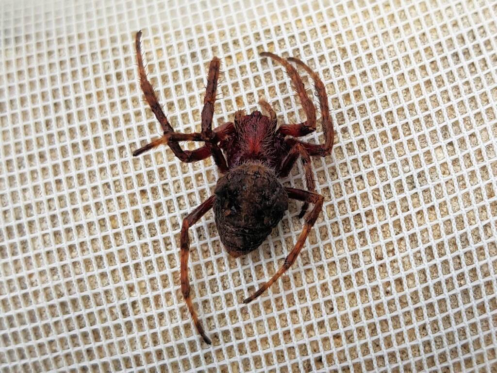 Australasian Garden Orb-Weavers (genus Hortophora), Alice Springs NT