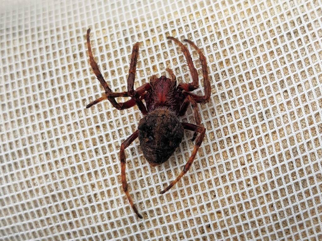 Australasian Garden Orb-Weavers (genus Hortophora), Alice Springs NT