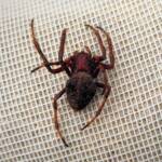 Australasian Garden Orb-Weavers (genus Hortophora), Alice Springs NT