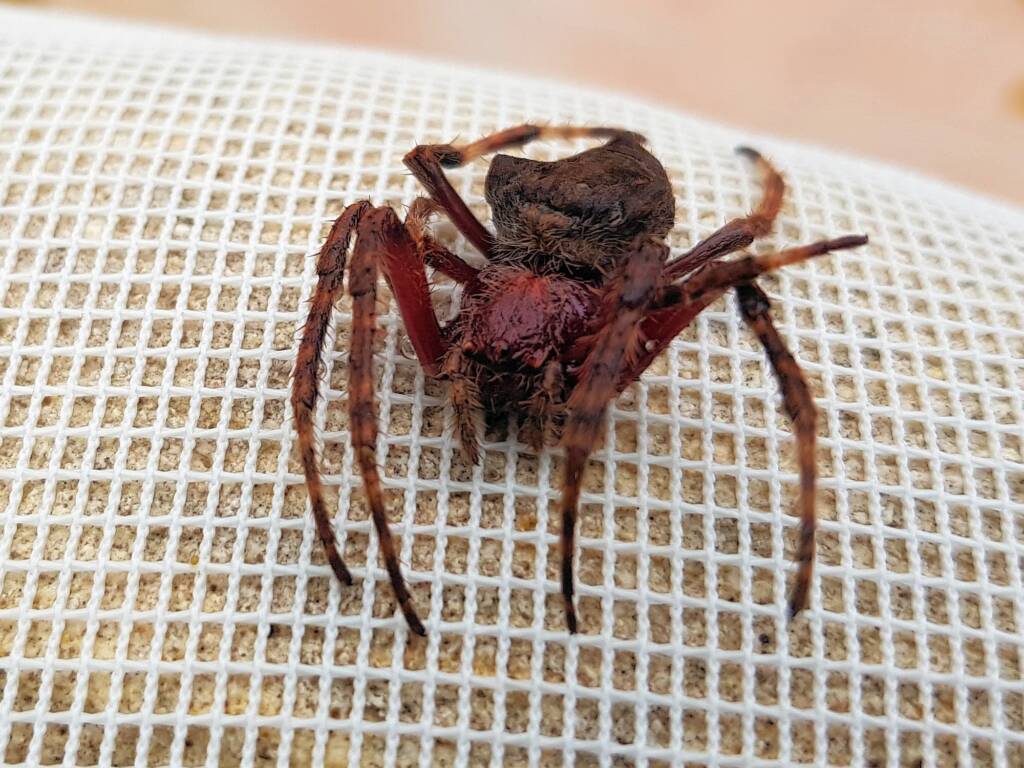 Australasian Garden Orb-Weavers (genus Hortophora), Alice Springs NT
