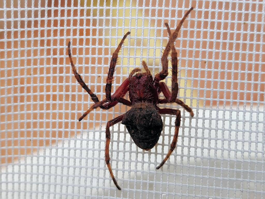 Australasian Garden Orb-Weavers (genus Hortophora), Alice Springs NT