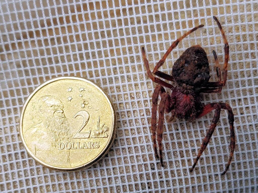 Australasian Garden Orb-Weavers (genus Hortophora), Alice Springs NT