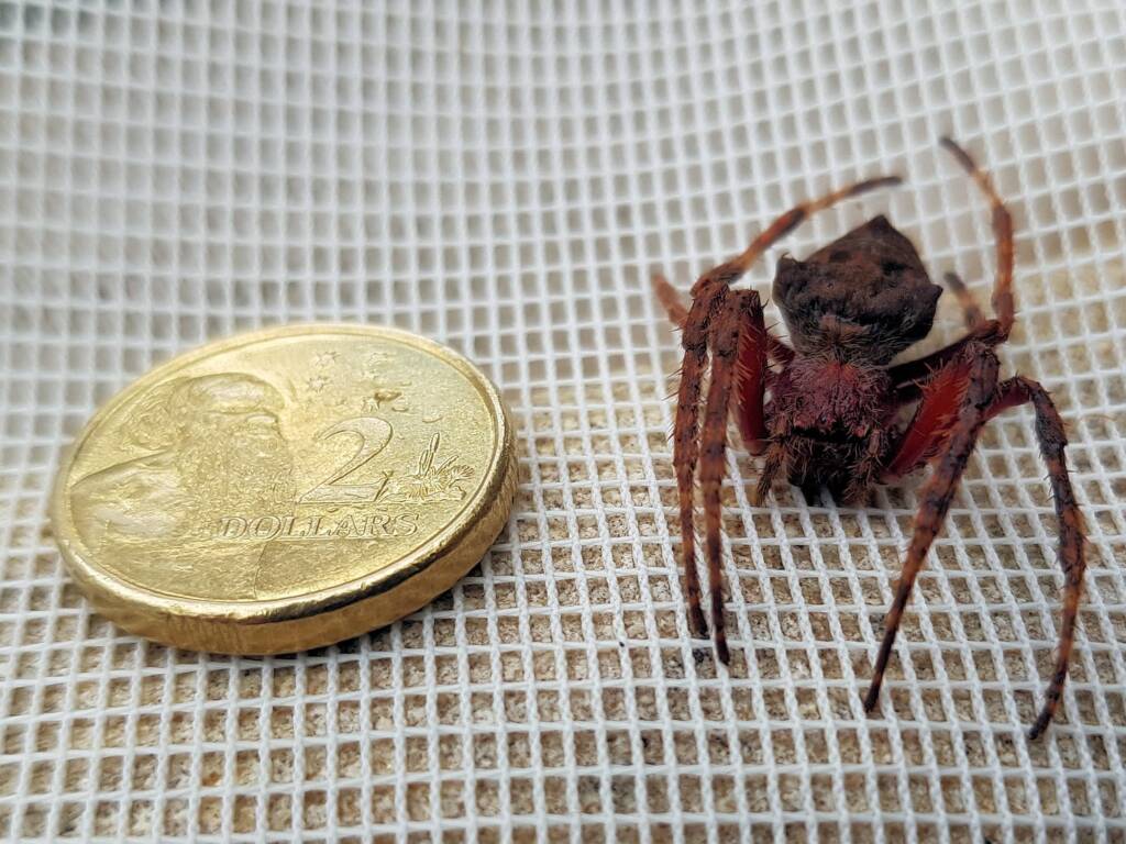 Australasian Garden Orb-Weavers (genus Hortophora), Alice Springs NT