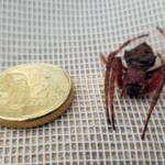 Australasian Garden Orb-Weavers (genus Hortophora), Alice Springs NT