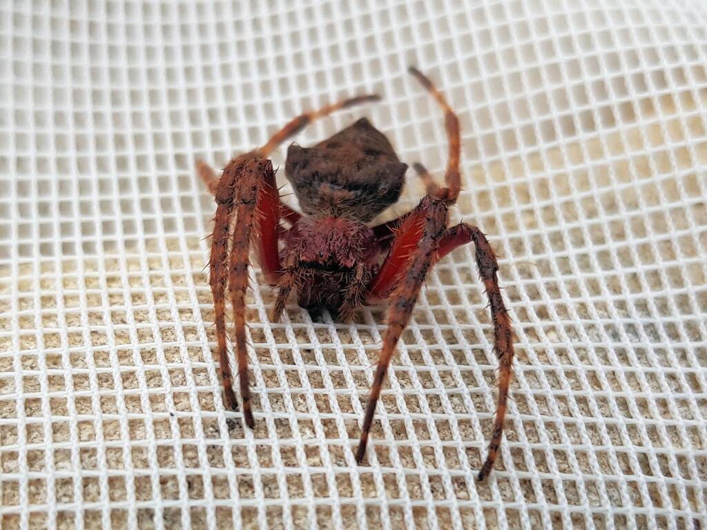 Australasian Garden Orb-Weavers (genus Hortophora), Alice Springs NT