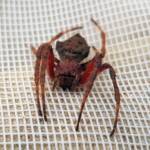 Australasian Garden Orb-Weavers (genus Hortophora), Alice Springs NT