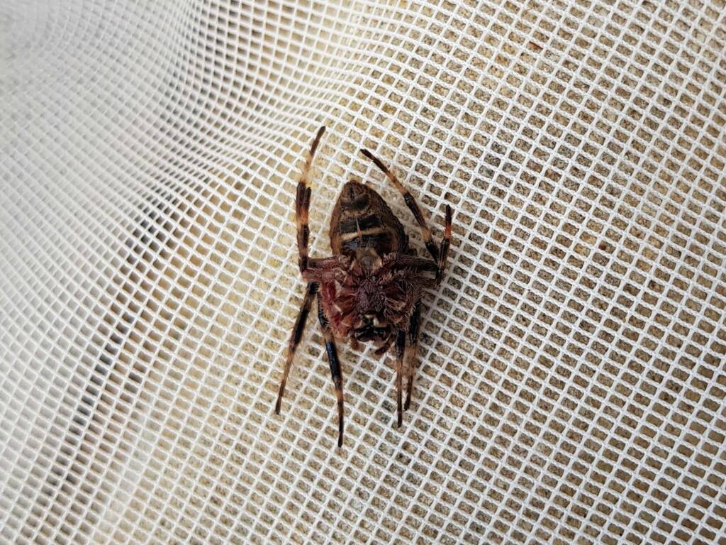 Australasian Garden Orb-Weavers (genus Hortophora), Alice Springs NT