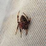 Australasian Garden Orb-Weavers (genus Hortophora), Alice Springs NT