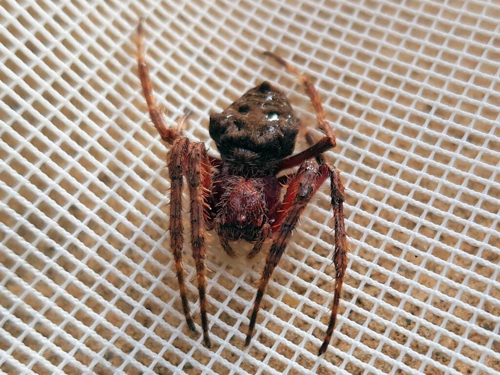 Australasian Garden Orb-Weavers (genus Hortophora), Alice Springs NT