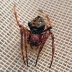 Australasian Garden Orb-Weavers (genus Hortophora), Alice Springs NT